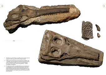 Fossils of the Jurassic Coast sample page 1